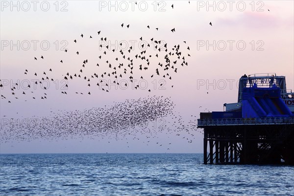 Common common starling