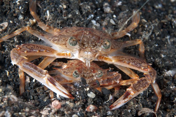 Blue Swimming Crab