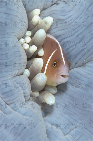 Pink pink skunk clownfish