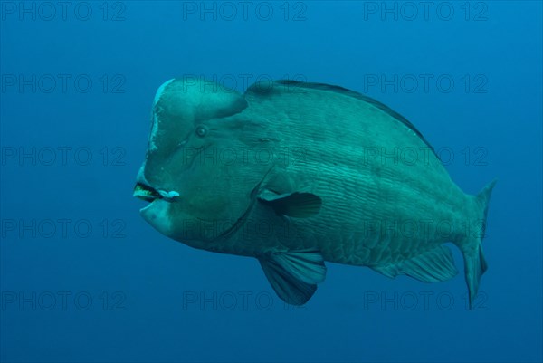 Bumphead Parrotfish