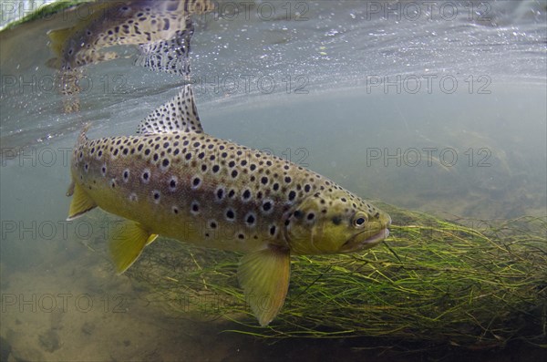 Salmo trutta forma fario