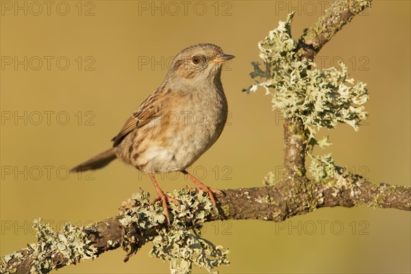 Dunnock