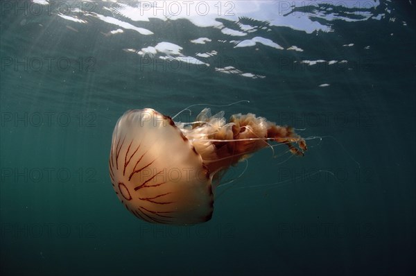 Compass Jellyfish