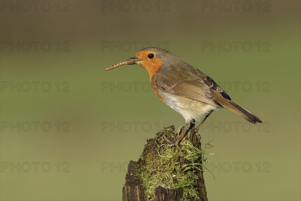 European european robin