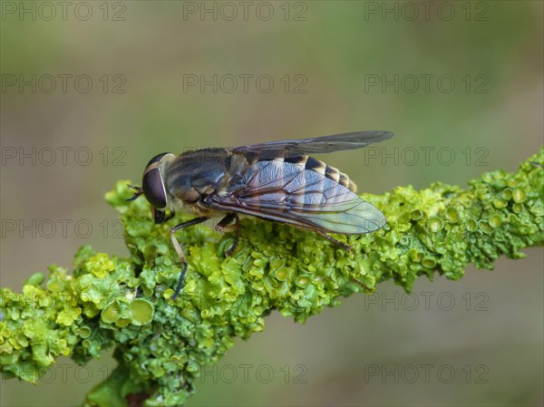 Dark Giant Horsefly