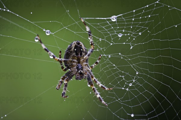 Garden cross spider