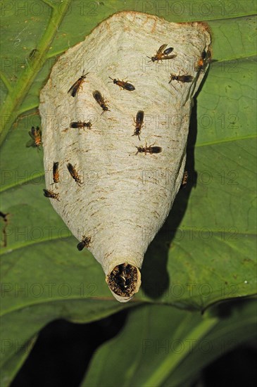 Adult paper wasp