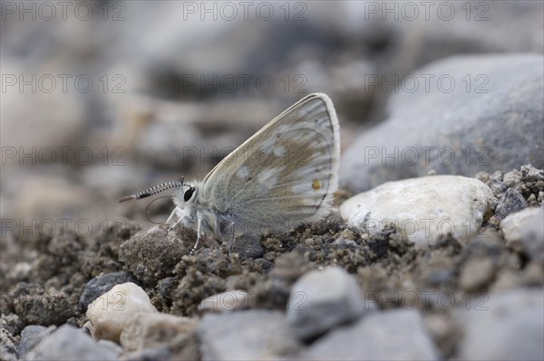 Plebejus pyrenaicus