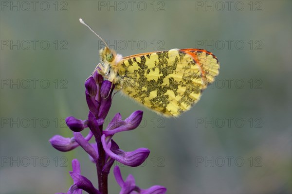 Eastern eastern orange tip