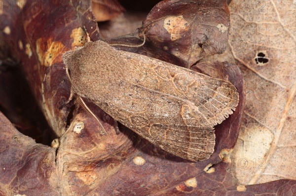 Common Quaker