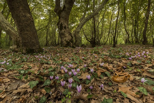 Ivy-leaved Cyclamen