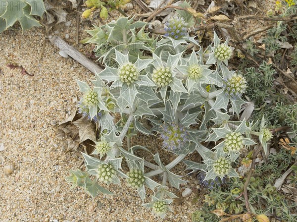 Sea holly flowering