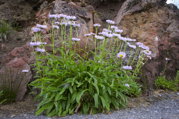 Flowering subalpine fleabane