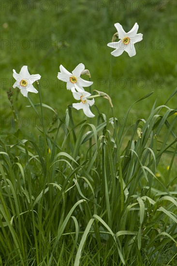 Poet's narcissus