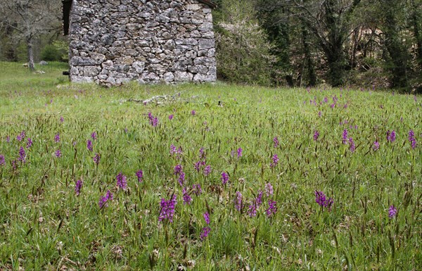 Green-winged flowering orchid