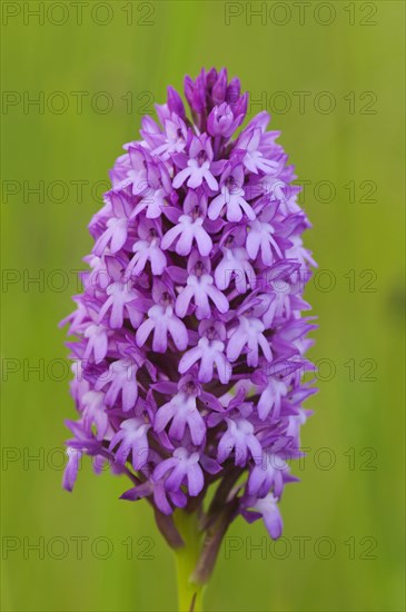 Pyramidal Orchid