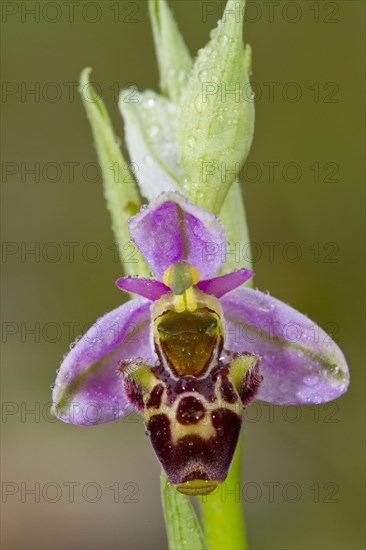 Woodcock Orchid