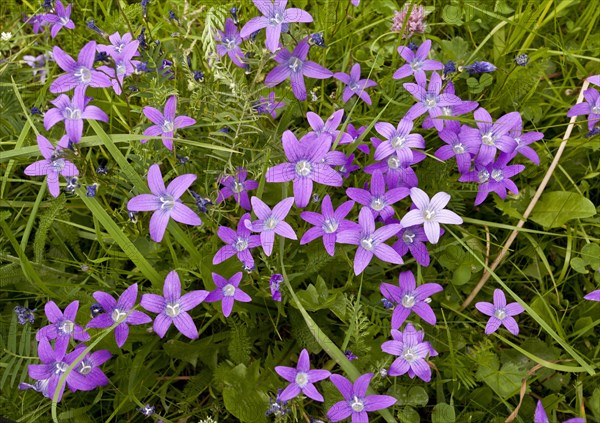 Spreading bellflower