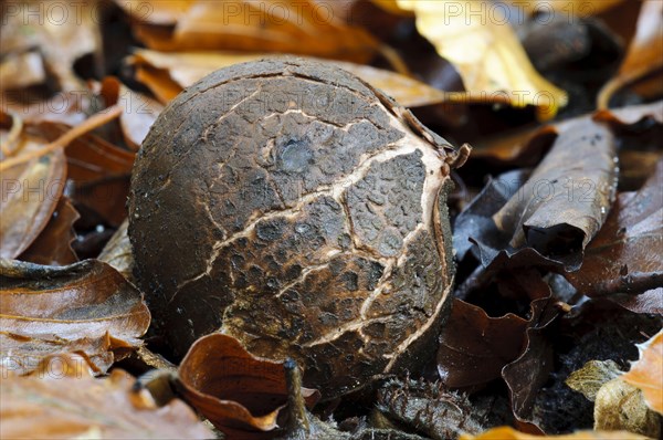 Common Earth-star