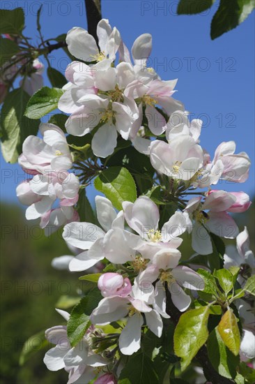 Apple tree