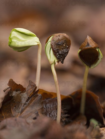 Seedlings of copper beech