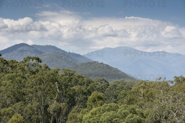 Forest habitat of gum tree bark