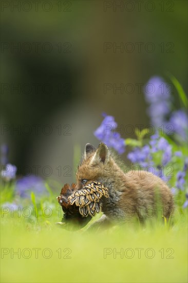 European Red Fox