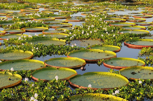 Amazon water lily