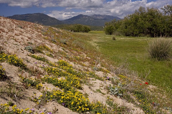 Sand dune habitat covered with wildflowers on the east coast