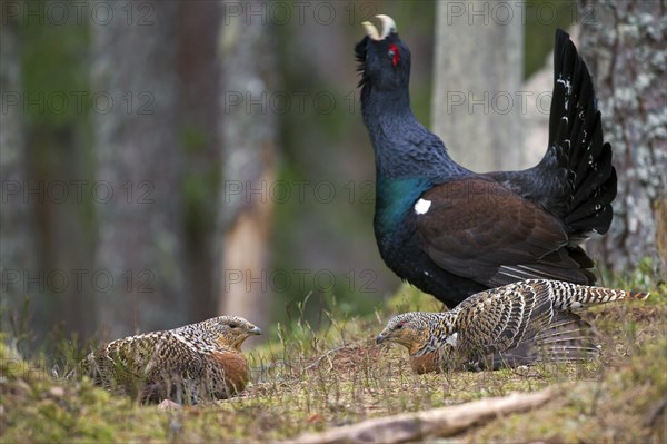 Female and male western capercaillie