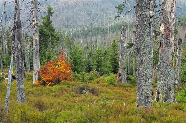 Dead spruce trees infested by the European spruce bark beetle