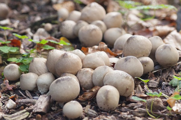 (Lycoperdon pyriforme)