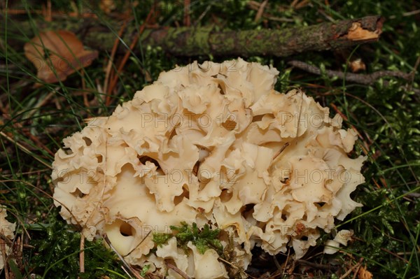 Frilled wood cauliflower fungus