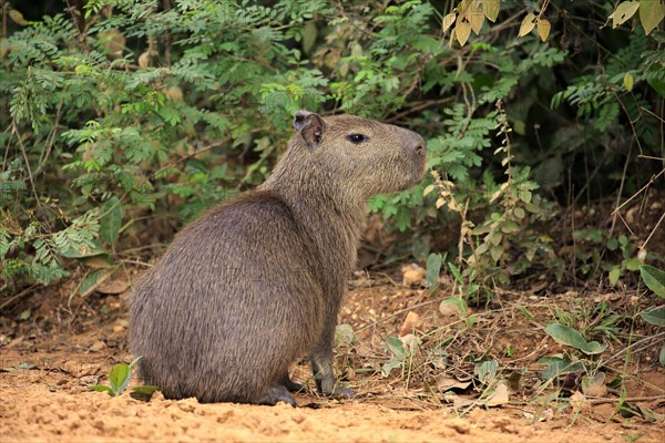 Capybara