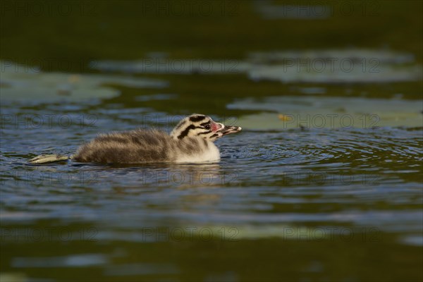 Great Crested Grebe