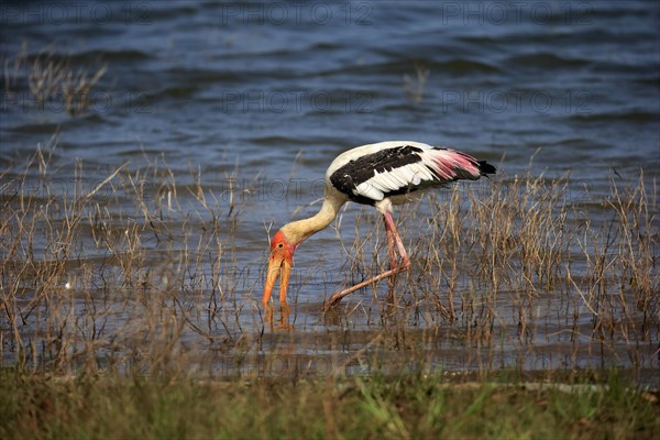 Painted stork