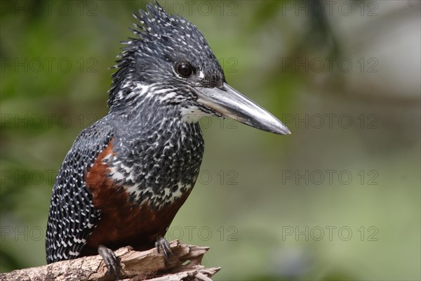 Giant Kingfisher