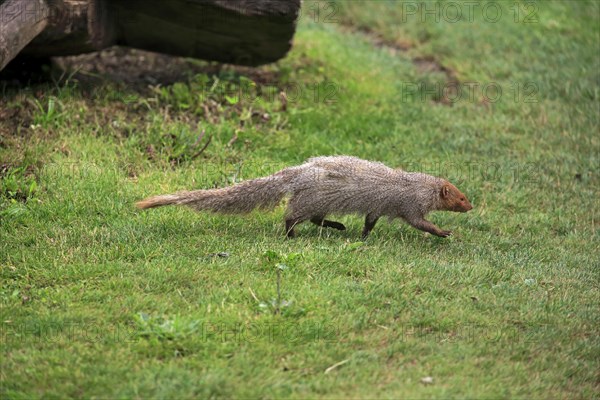 Indian grey mongoose