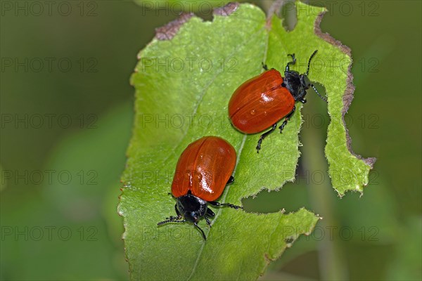 Red poplar leaf beetle