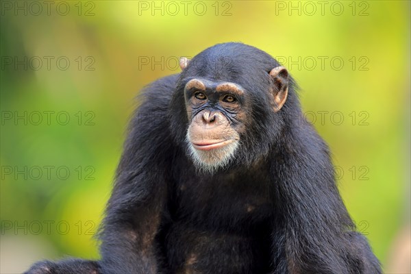 Chimpanzee