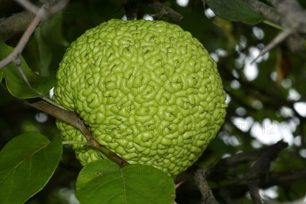 Osage Orange