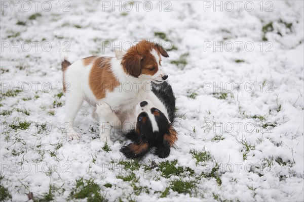 Cavalier King Charles Spaniel