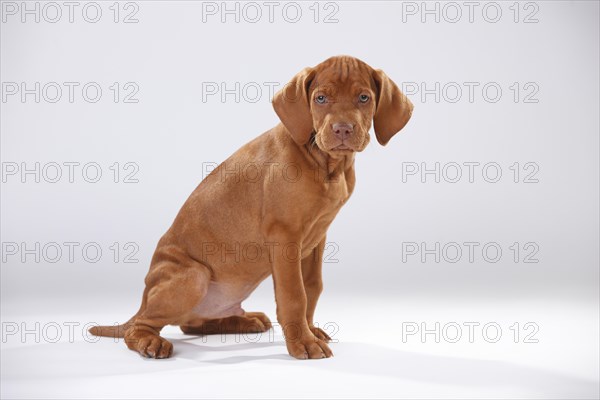 Shorthaired Hungarian Pointing Dog