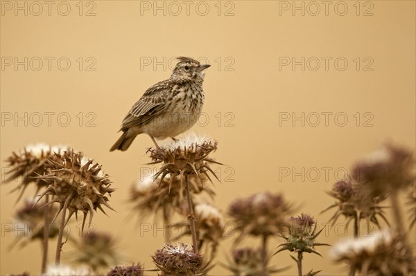 Thekla lark