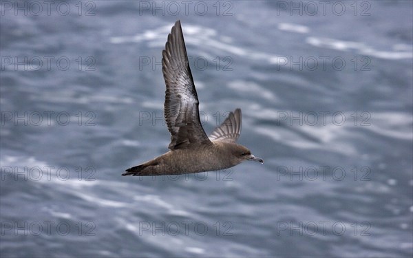 Sooty shearwater