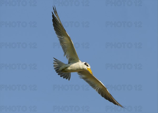 Large-billed terns