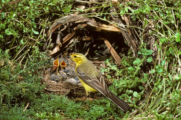 Western yellow wagtail