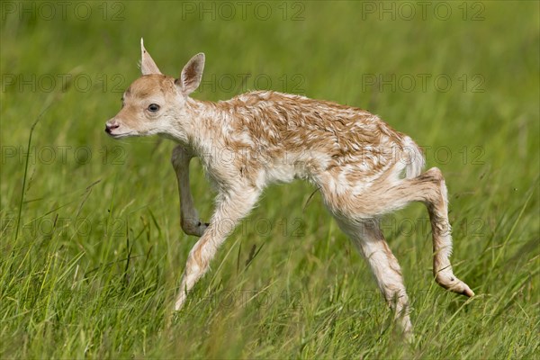 Fallow Deer