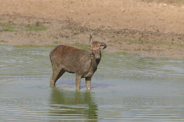 Red deer