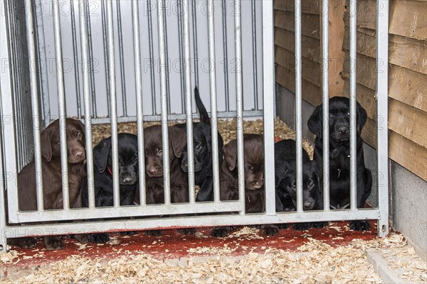 Chocolate and Black Labrador puppies